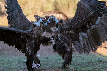 Two Black Vultures facing each other fighting.