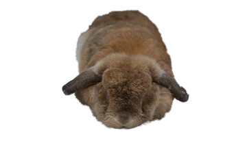 Cute rabbit with sagging ears and chubby brown is sleeping. It was tamed Holland Lop rabbit. It's fat, young, fluffy and playful. White background, PNG, isolated.