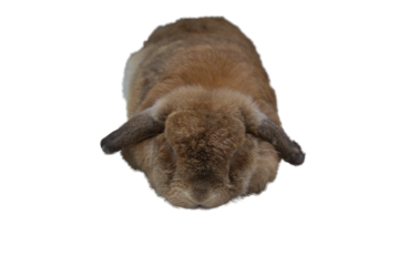 Cute rabbit with sagging ears and chubby brown is sleeping. It was tamed Holland Lop rabbit. It's fat, young, fluffy and playful. White background, PNG, isolated.