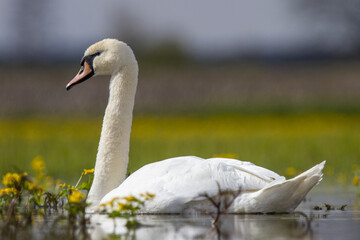 Łabędź niemy © Michal Przystas