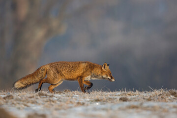 Lis © Michal Przystas