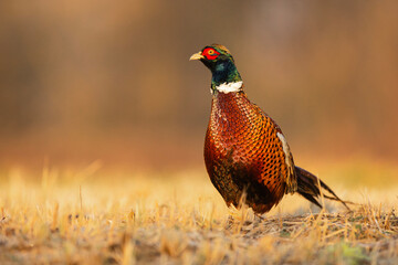 Bażant © Michal Przystas