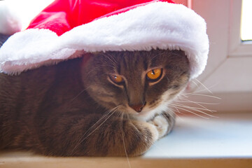 Grey cat in Santa hat. Merry Christmas or New Year concept