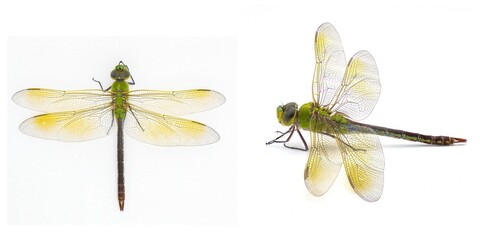 Female common green darner - Anax junius - is a species of dragonfly in the family Aeshnidae. One of the most common species throughout North America isolated on white background two views - obrazy, fototapety, plakaty