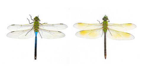 male and female common green darner - Anax junius - is a species of dragonfly in the family Aeshnidae. A very common species throughout North America isolated on white background side by side top view - obrazy, fototapety, plakaty