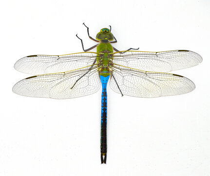 male common green darner - Anax junius - is a species of dragonfly in the family Aeshnidae. One of the most common species throughout North America isolated on white background top dorsal view