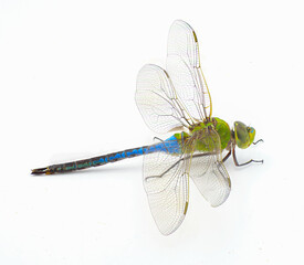 male common green darner - Anax junius - is a species of dragonfly in the family Aeshnidae. One of the most common species throughout North America isolated on white background side profile view