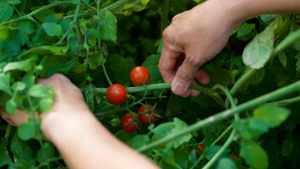Female hands holding a vine stem of red cherry tomatoes in the garden