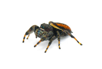 Brilliant Jumping Spider - Phidippus Clarus - family Salticidae - large male with rusty orange red side stripes with a black median stripe on abdomen isolated on white background side front view