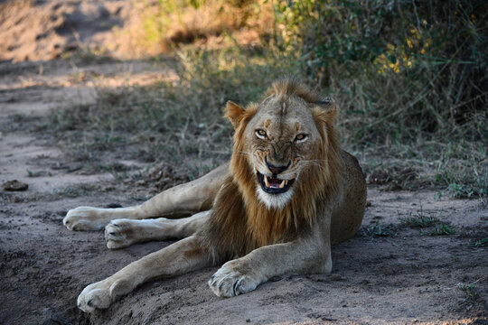 Löwe zeigt seine Zähne