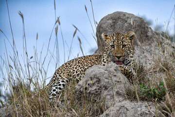 Leopard liegt im hohen Gras auf einem Felsen