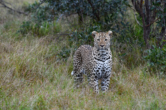 Leopard steht im hohen Gras und beobachtet