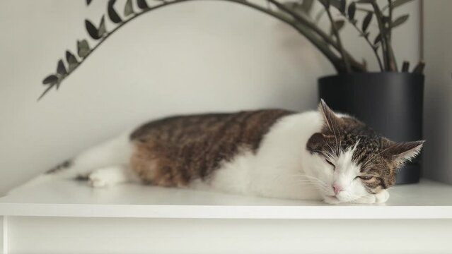Cute tabby cat lying down on white chest of drawers. Funny home pet. Concept of relaxing and cozy wellbeing. Sweet dream. High quality FullHD footage