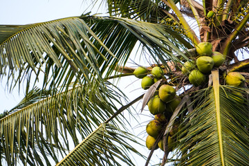 Palm trees with many green young coconut fruits on Sunny day. Summer tropical beach landscape,...