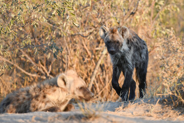 Hyäne auf dem Weg zum Bau