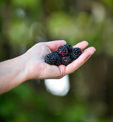 senior female Farmer hand with freshly harvested blackberries on green blurred bokeh background.