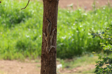 Squirrel coming down to the ground from the top of a tree