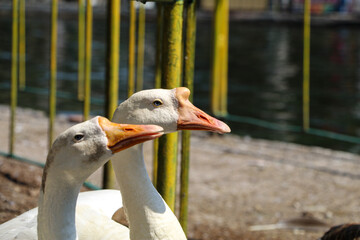 Close up of Domestic goose