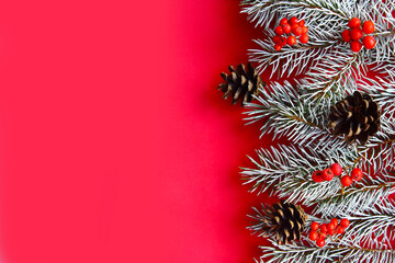 Spruce branches with cones on red background. Flat lay, top view, copy space. Vertical