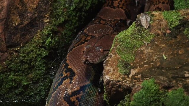 Close up view of the python