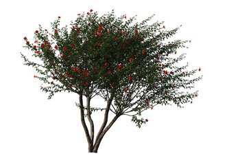 Hibiscus rosa sinensis, Chinese hibiscus, China rose, Hawaiian hibiscus, rose mallow, shoeblack plant, schrub, small tree, bush, tree, big tree, light for daylight, easy to use, 3d render, isolated © Box
