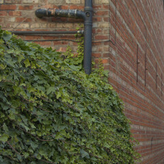 Ivy on a red brick building in Manchester, UK