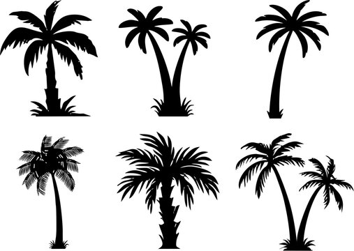 Palm and date trees silhouette. Coconut tree, date palm. Tropical plants in high HD resolution. Poster, flyer or banner idea.