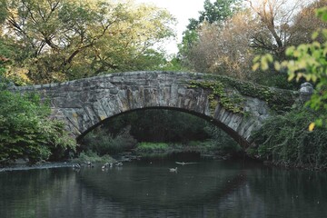 Fototapeta premium bridge in the park