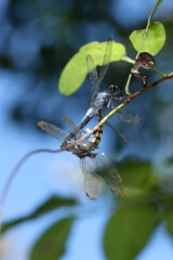 枝の上でフェイスオフする交尾中シオカラトンボとが美しい眼状紋のアケビコノハの幼虫のレア画像