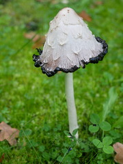 lawers wig champignon