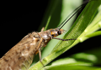 茶褐色で不気味な容姿のヘビトンボ頭部（マクロレンズ使用・屋外自然光・接写写真）