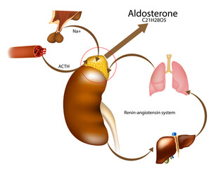 Aldosteron hormone syntheis by adrenal gland. Adrenal corticosteroids production. ACTH or Adrenocorticotropic Hormone.Vector schematic illustration
