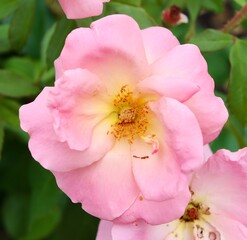Obraz premium A close view of the pretty pink flower in the garden.