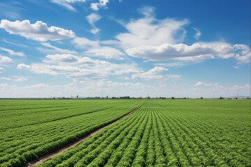 Fototapeta na wymiar Green Agriculture Field in the Beautiful Imperial Valley Landscape, Rural Nature Farming Scene in California with Clear Blue Sky