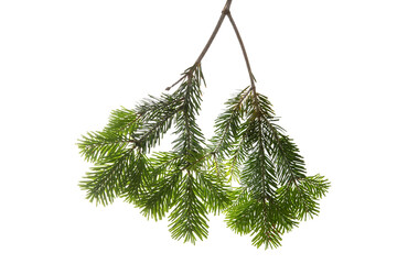 Christmas tree branch isolated on white transparent background, PNG. Xmas spruce, green fir pine twig closeup - obrazy, fototapety, plakaty