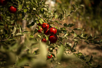 Red apples on tree ready to be harvested. Ripe red apple fruits in apple orchard.