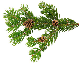 Fototapeta premium pine branch with cones isolated on clear background
