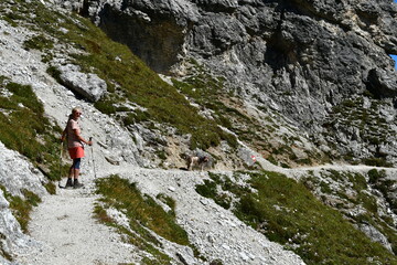 Naklejka na ściany i meble Frau und ihr Lagotto Romagnolo Hund wandern im Stubaital in Tirol