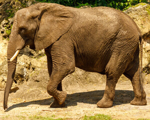 elephant In zoo