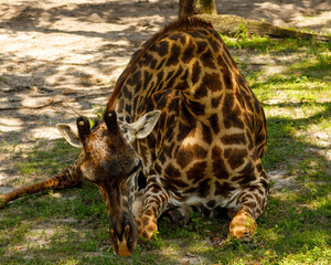 giraffe eating grass