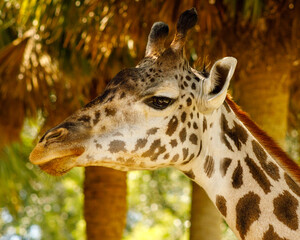portrait of a giraffe