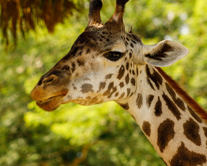 portrait of a giraffe