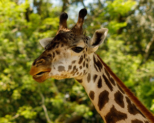 portrait of a giraffe