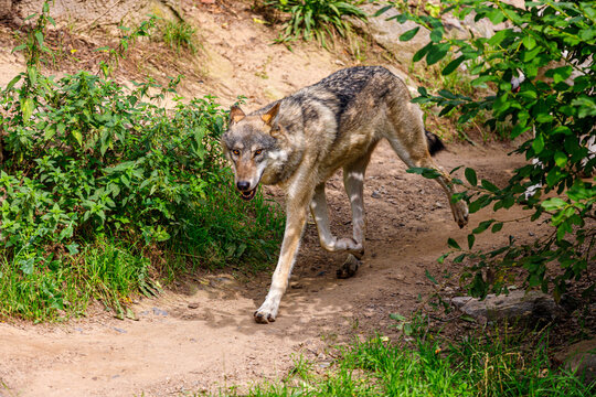 Full body of Eastern timber wolf