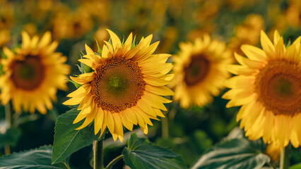Fototapeta premium A lot of blooming sunflowers in the field.