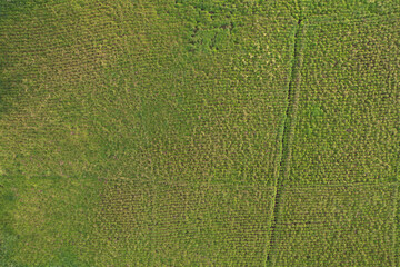 Green countryside land with crop
