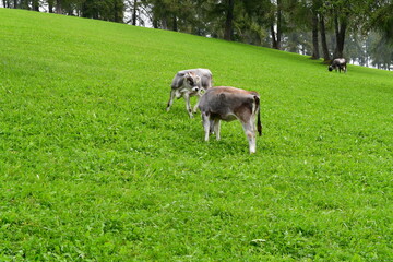 Kühe auf der Weide am Salten in Südtirol 