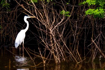 Lago do Cunia e porto velho Rondonia Brasil Floresta amazoniaca 