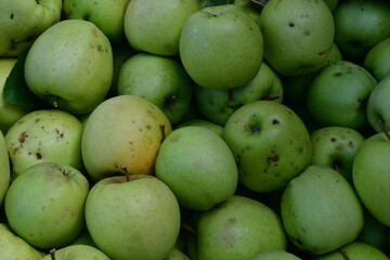 Viele Äpfel nach der Ernte