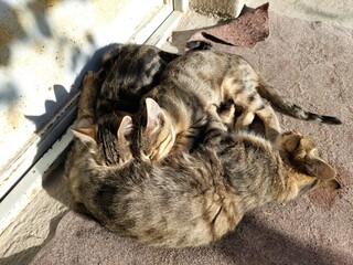 Two adorable kittens are enjoying a meal from their mother. They are drinking milk and seem very content.